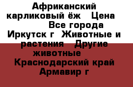 Африканский карликовый ёж › Цена ­ 6 000 - Все города, Иркутск г. Животные и растения » Другие животные   . Краснодарский край,Армавир г.